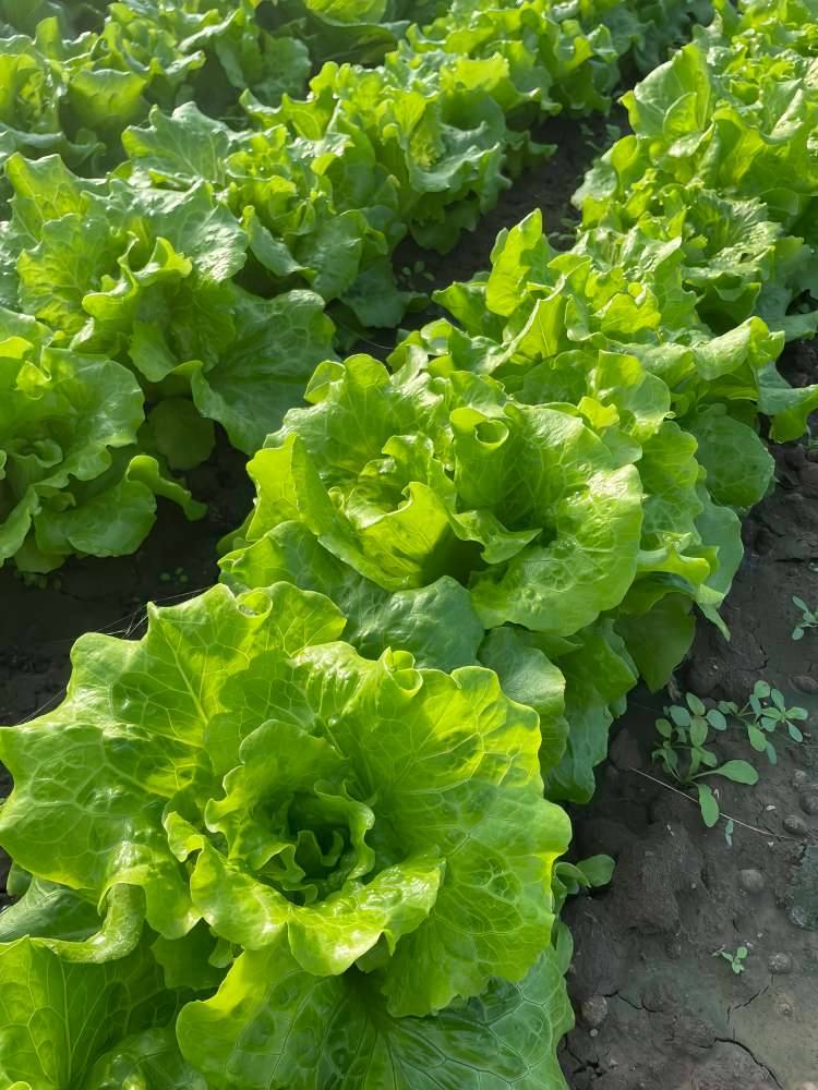 生菜1 Gordini Pelleted Lettuce Seed