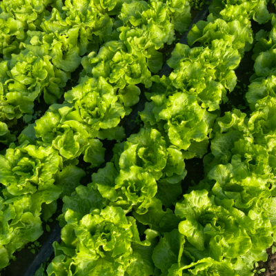 生菜2 Gordini Pelleted Lettuce Seed