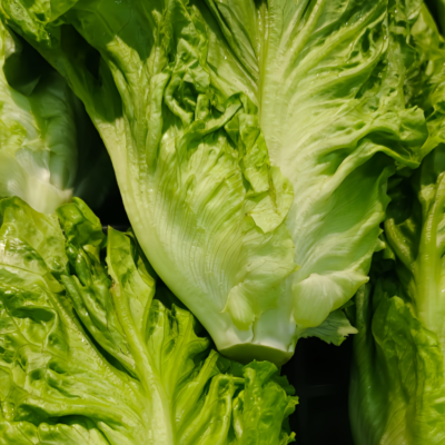 生菜3 Gordini Pelleted Lettuce Seed