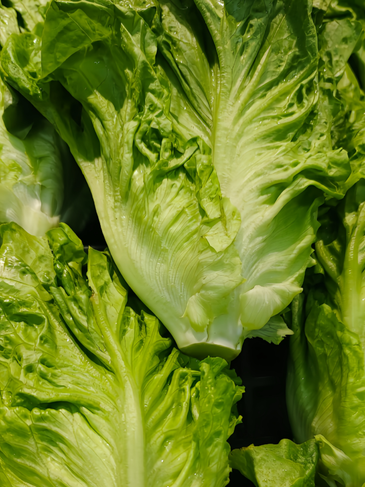 生菜3 Gordini Pelleted Lettuce Seed