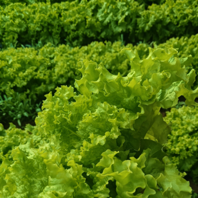 生菜5 Gordini Pelleted Lettuce Seed