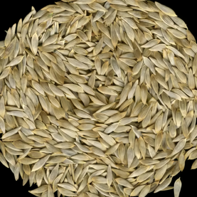 生菜7 Gordini Pelleted Lettuce Seed
