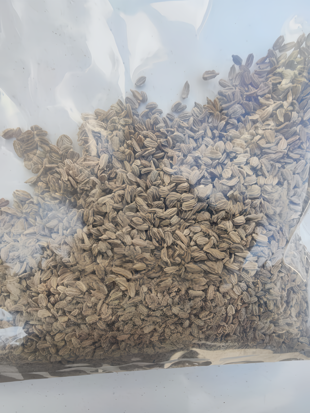 Bolero (F1) Carrot Seed