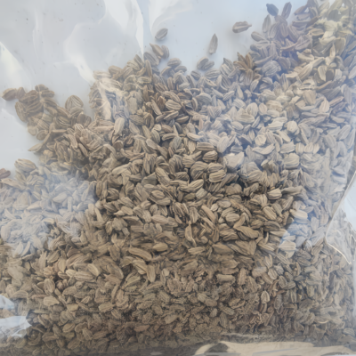 Bolero (F1) Carrot Seed