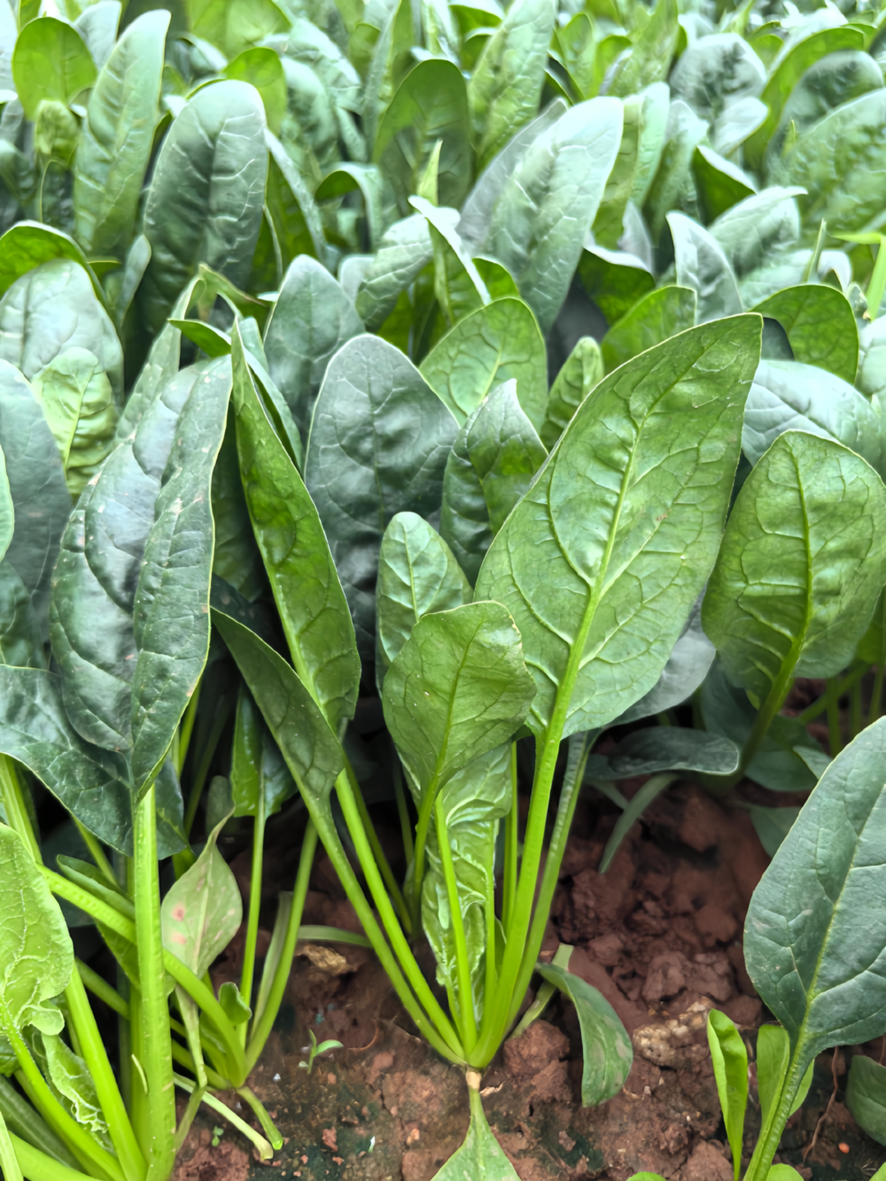 菠菜1 Flamingo Improved (F1) Spinach Seed