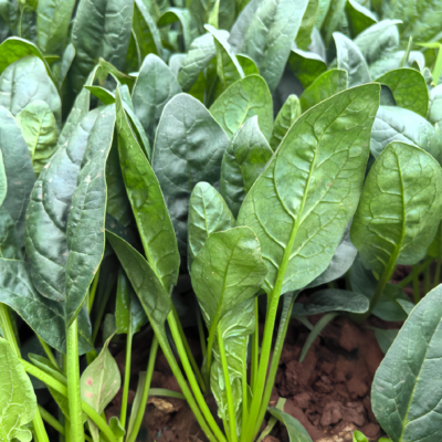 菠菜1 Flamingo Improved (F1) Spinach Seed