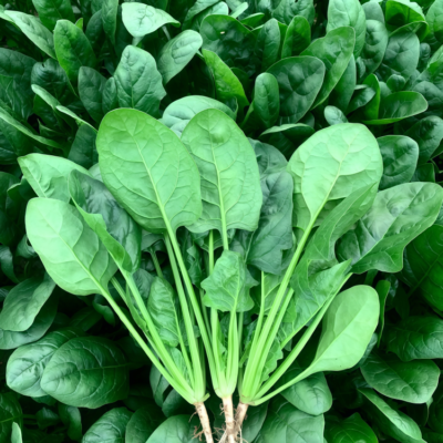 菠菜3 Flamingo Improved (F1) Spinach Seed