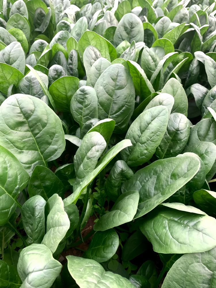 菠菜4 Flamingo Improved (F1) Spinach Seed