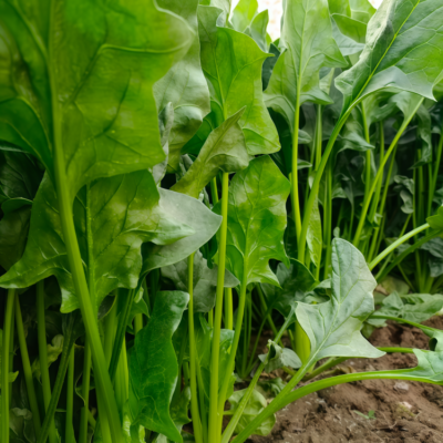 菠菜6 Flamingo Improved (F1) Spinach Seed