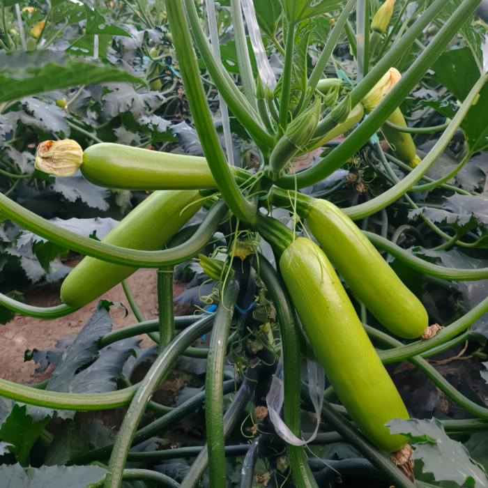 西葫芦1 Magda (F1) Zucchini Squash Seed