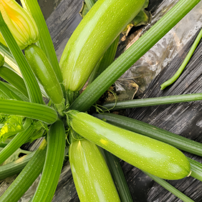 西葫芦2 Magda (F1) Zucchini Squash Seed