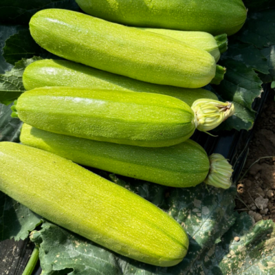西葫芦4 Magda (F1) Zucchini Squash Seed