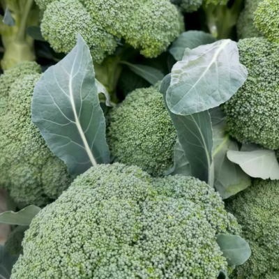 西蓝花1 Green Magic (F1) Broccoli Seed