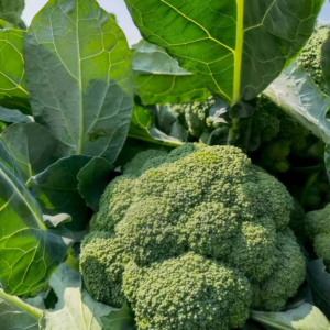Green Magic (F1) Broccoli Seed