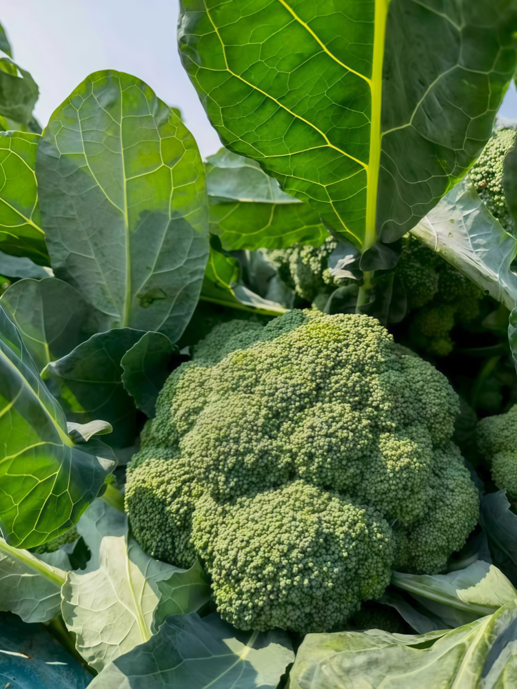 西蓝花2 Green Magic (F1) Broccoli Seed