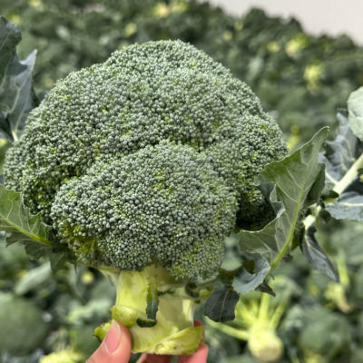 西蓝花3 Green Magic (F1) Broccoli Seed