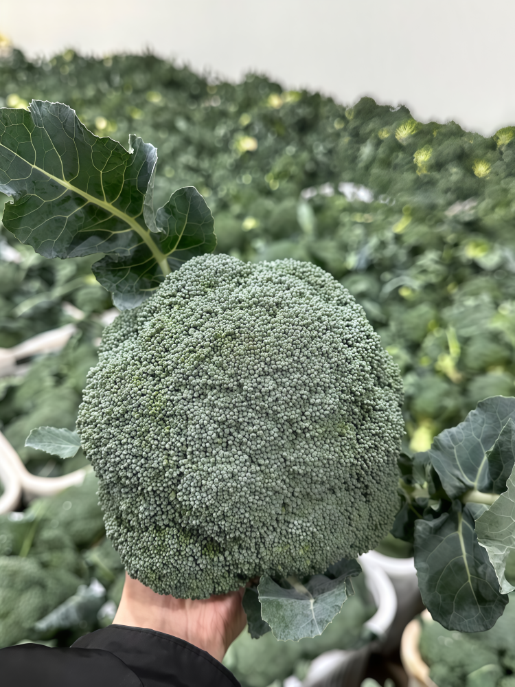 西蓝花4 Green Magic (F1) Broccoli Seed