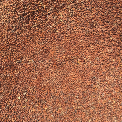 西蓝花5 Green Magic (F1) Broccoli Seed