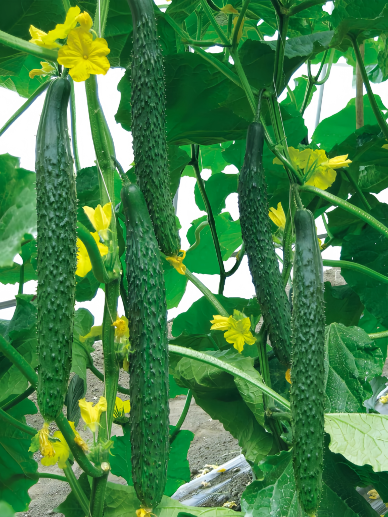 Tasty Jade (F1) Cucumber Seed 1