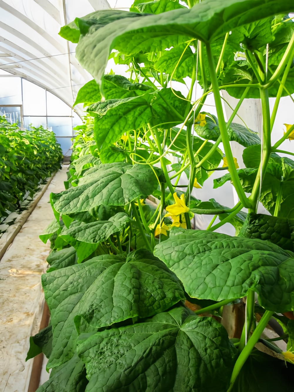 黄瓜5 Tasty Jade (F1) Cucumber Seed