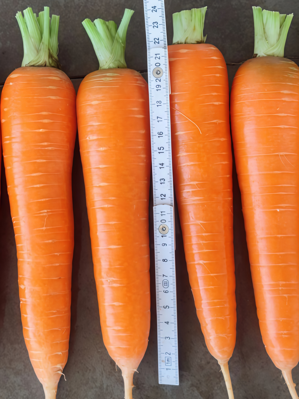 Bolero (F1) Carrot Seed