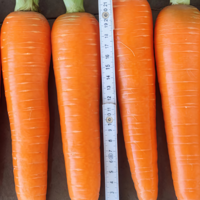 Bolero (F1) Carrot Seed