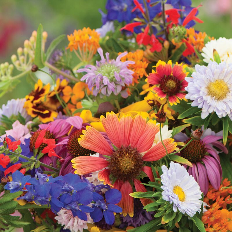 Premium Wildflower Mix Seeds: 134,000 Seeds Per Bag