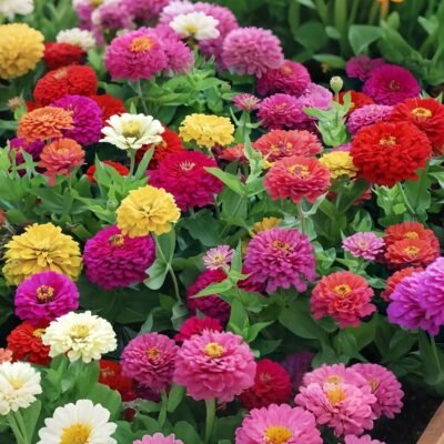 Benary's Giant Mix Zinnia Seed