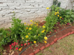 Butterfly and Hummingbird Flower Seed Mix - 24-Variety Blend