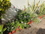 Butterfly and Hummingbird Flower Seed Mix - 24-Variety Blend
