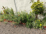 Butterfly and Hummingbird Flower Seed Mix - 24-Variety Blend