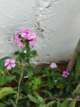 Butterfly and Hummingbird Flower Seed Mix - 24-Variety Blend