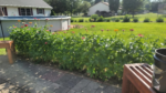 Butterfly and Hummingbird Flower Seed Mix - 24-Variety Blend