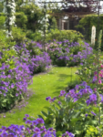 Butterfly and Hummingbird Flower Seed Mix - 24-Variety Blend