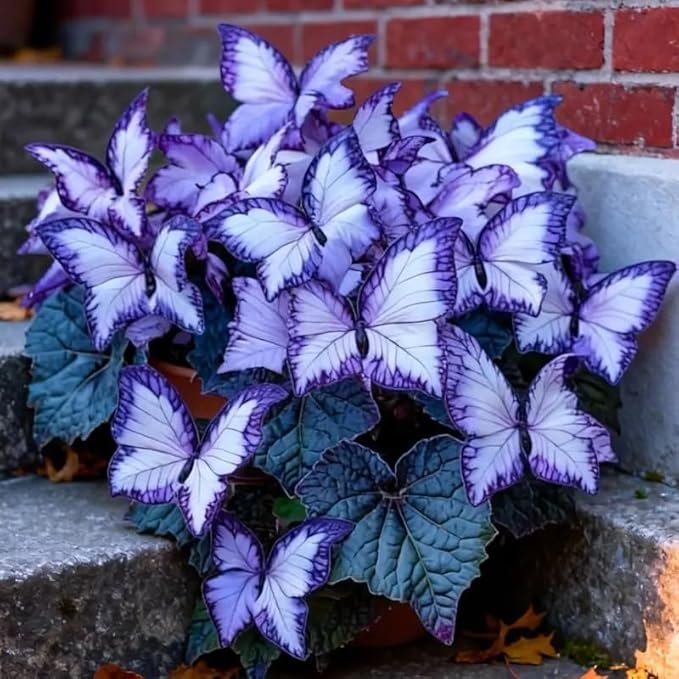 61iu-wU9k9L._AC_SX679_ Butterfly Leaf Geranium Seeds - 100 Seeds