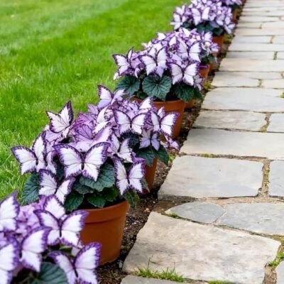 61loOrBMx3L._AC_SX679_ Butterfly Leaf Geranium Seeds - 100 Seeds