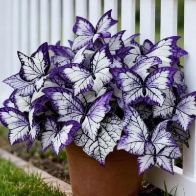 61qpfnxn+8L._AC_SX679_ Butterfly Leaf Geranium Seeds - 100 Seeds