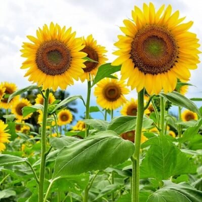 71e48ulXV8L._AC_SX679_ Mammoth Sunflower Seeds