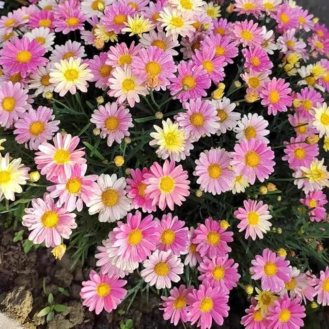 71sSloGZpZL._AC_SX679_ 100+ Pyrethrum Seeds