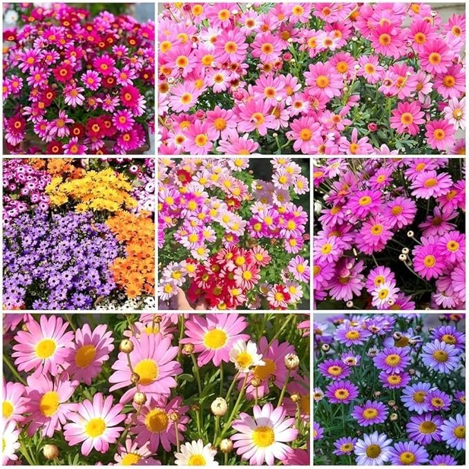 81Xvyk7O7wL._AC_SX679_ 100+ Pyrethrum Seeds