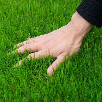High-Quality Mixed Lawn Seed - Sun & Shade Formula - 8 oz