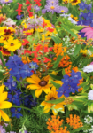 Gemini_Generated_Image_ajjqw2ajjqw2ajjq_副本 Premium Wildflower Mix Seeds: 134,000 Seeds Per Bag