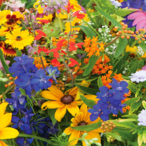 Premium Wildflower Mix Seeds: 134,000 Seeds Per Bag