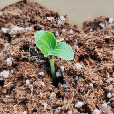 Block Party Organic (F1) Butternut Squash Seed