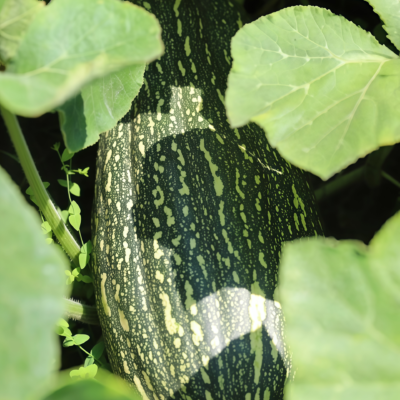 Block Party Organic (F1) Butternut Squash Seed