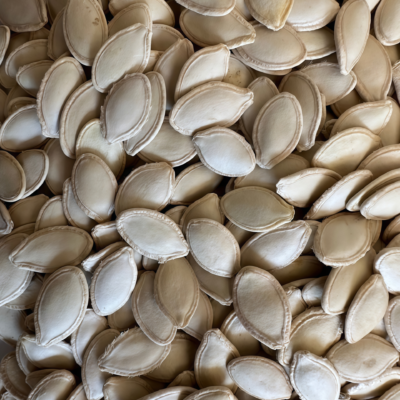 Block Party Organic (F1) Butternut Squash Seed
