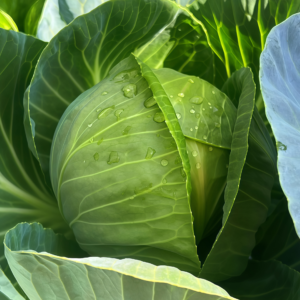Farao Organic (F1) Cabbage Seed