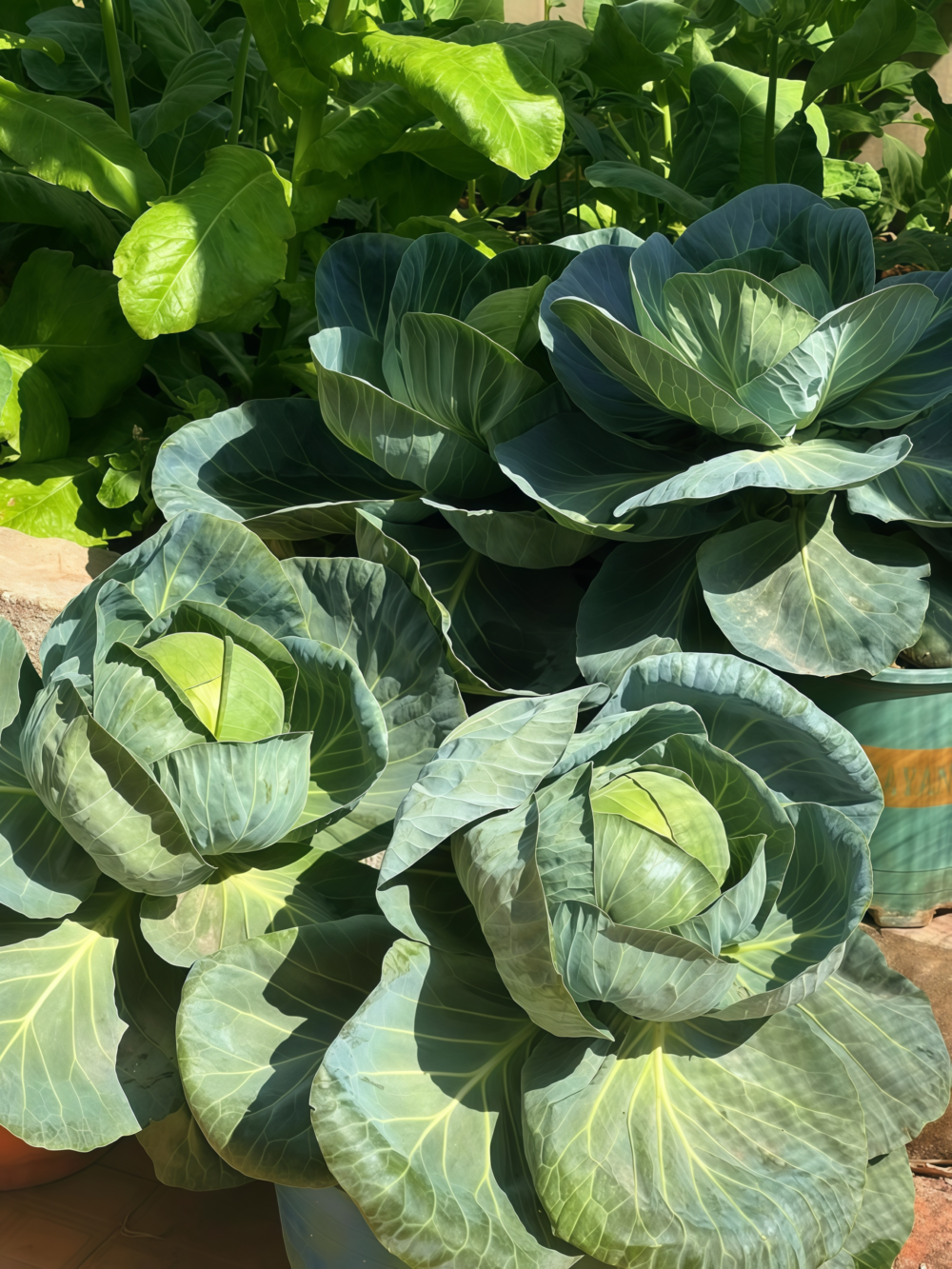 卷心菜2 Farao Organic (F1) Cabbage Seed