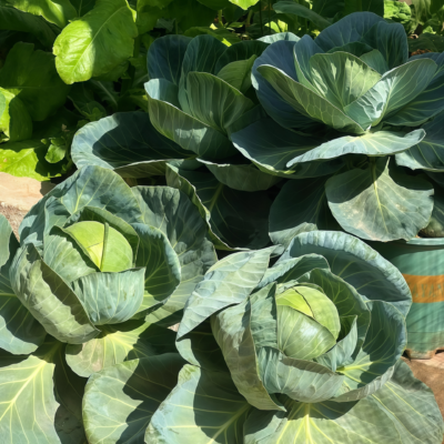 卷心菜2 Farao Organic (F1) Cabbage Seed