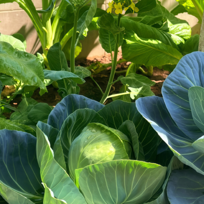 卷心菜3 Farao Organic (F1) Cabbage Seed